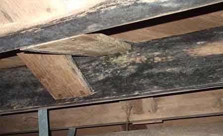 CRAWL SPACE MOLD CRAWL SPACE MOLD